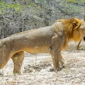 Explore From Zanzibar: Selous Game Reserve Day Safari with Flights for 1 days with Beach and Safari Holidays and discover unforgettable experiences - Photo 11