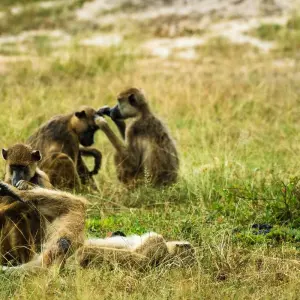 Explore From Zanzibar: 2 Days Selous Full-Day Safari Game Drive for 2 days with Beach and Safari Holidays and discover unforgettable experiences - Photo 10