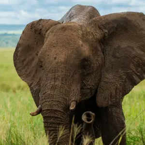 Explore From Zanzibar: 2-Day Safari Tarangire & Manyara with Flights for 2 days with Beach and Safari Holidays and discover unforgettable experiences - Photo 11