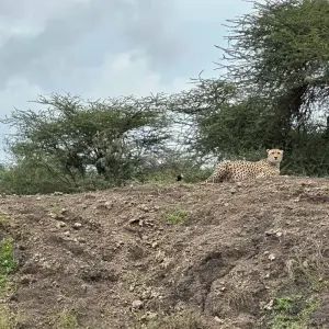Explore From Zanzibar: 2 Day Serengeti Expedition Safari for 2 days with Beach and Safari Holidays and discover unforgettable experiences - Photo 3