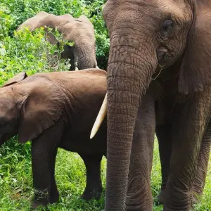 Explore From Zanzibar: 2 Days Private Safari Ngorongoro with Flights for 2 days with Beach and Safari Holidays and discover unforgettable experiences - Photo 11