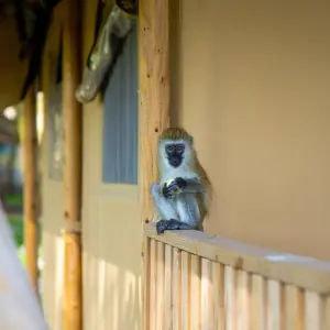 Explore From Zanzibar: 5 Days Safari & Lake Retreat All-Inclusive North National Park Safari for 5 days with Beach and Safari Holidays and discover unforgettable experiences - Photo 6