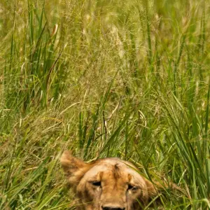 Explore From Zanzibar: 3 Days Northern Circuit Safari with Flights for 3 days with Beach and Safari Holidays and discover unforgettable experiences - Photo 11