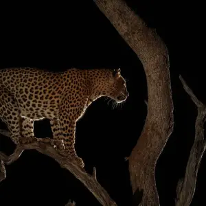 Explore From Zanzibar: 4 Days Serengeti Safari trip experience for 4 days with Beach and Safari Holidays and discover unforgettable experiences - Photo 6