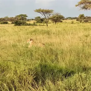 Explore From Zanzibar: 3-Day Selous Safari with Flights for 3 days with Beach and Safari Holidays and discover unforgettable experiences - Photo 8