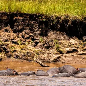 Explore From Zanzibar: 2 Day Serengeti Expedition Safari for 2 days with Beach and Safari Holidays and discover unforgettable experiences - Photo 4