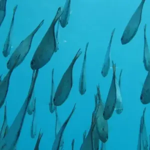 Explore Zanzibar 8 days Diving Holiday, Dive & Relaxation Getaway Trip Experience for 8 days with Beach and Safari Holidays and discover unforgettable experiences - Photo 6