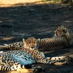 Explore From Zanzibar: 4 Days Serengeti Safari trip experience for 4 days with Beach and Safari Holidays and discover unforgettable experiences - Photo 8