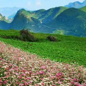 Explore Exploring Mystery Throughout Vietnam Tour 14 Days/13Nights for 14 days with Bee Gng International Joint Stock Company and discover unforgettable experiences - Photo 3