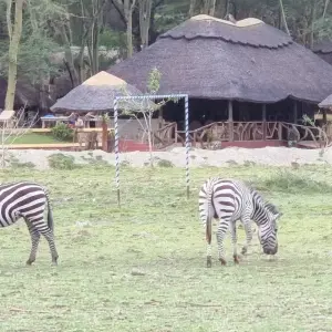 Explore From Kilimanjaro to Zanzibar 11 days Safari and Tropical Island adventure for 11 days with Beach and Safari Holidays and discover unforgettable experiences - Photo 4