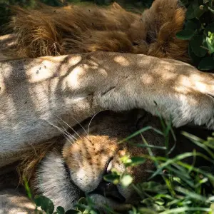 Explore From Zanzibar: 2 Day Serengeti Expedition Safari for 2 days with Beach and Safari Holidays and discover unforgettable experiences - Photo 6