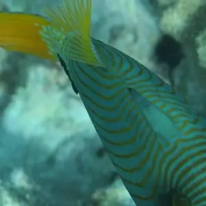 Explore Zanzibar 8 days Diving Holiday, Dive & Relaxation Getaway Trip Experience for 8 days with Beach and Safari Holidays and discover unforgettable experiences - Photo 7