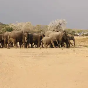Explore From Zanzibar Selous Safari Trip 2 Full-Day Safari Game Drive for 3 days with Beach and Safari Holidays and discover unforgettable experiences - Photo 11