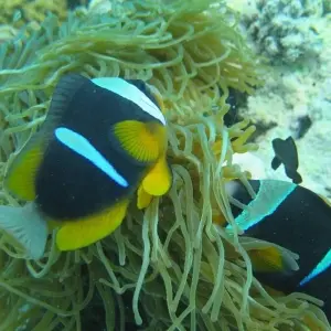 Explore Zanzibar 8 days Diving Holiday, Dive & Relaxation Getaway Trip Experience for 8 days with Beach and Safari Holidays and discover unforgettable experiences - Photo 8