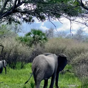 Explore From Zanzibar to Selous G.R : 4 Days Safari Trip Wonders: 2 Full Day Game Drive & 3 excursions for 4 days with Beach and Safari Holidays and discover unforgettable experiences - Photo 9