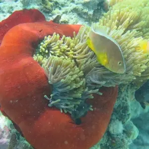 Explore Zanzibar 8 days Diving Holiday, Dive & Relaxation Getaway Trip Experience for 8 days with Beach and Safari Holidays and discover unforgettable experiences - Photo 9