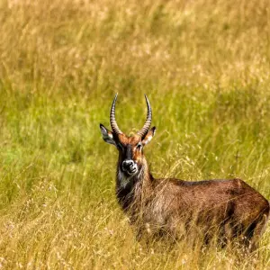 Explore From Zanzibar: 2 Day Serengeti Expedition Safari for 2 days with Beach and Safari Holidays and discover unforgettable experiences - Photo 8