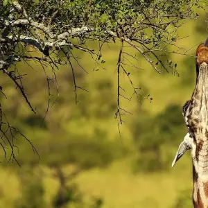 Explore From Zanzibar to Selous G.R: 5 days Wilderness Escape: 3 Full-Day Game Drive Safari and Excursions for 5 days with Beach and Safari Holidays and discover unforgettable experiences - Photo 10