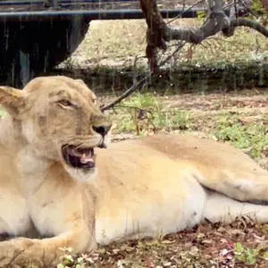 Explore From Zanzibar to Selous G.R : 4 Days Safari Trip Wonders: 2 Full Day Game Drive & 3 excursions for 4 days with Beach and Safari Holidays and discover unforgettable experiences - Photo 11