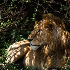 Explore From Zanzibar: 2 Day Serengeti Expedition Safari for 2 days with Beach and Safari Holidays and discover unforgettable experiences - Photo 9