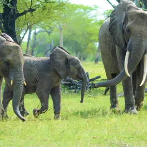 Explore From Zanzibar to Selous G.R: 5 days Wilderness Escape: 3 Full-Day Game Drive Safari and Excursions for 5 days with Beach and Safari Holidays and discover unforgettable experiences - Photo 11