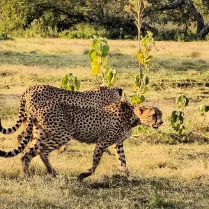 Explore From Zanzibar: 2 Day Serengeti Expedition Safari for 2 days with Beach and Safari Holidays and discover unforgettable experiences - Photo 10