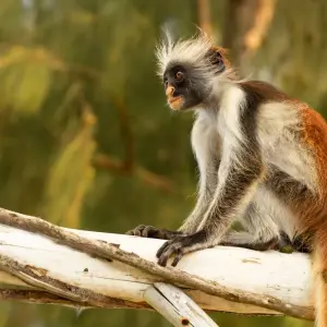 Explore Zanzibar Family Package for 7 days with Beach and Safari Holidays and discover unforgettable experiences - Photo 10