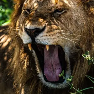 Explore From Zanzibar: 2 Day Serengeti Expedition Safari for 2 days with Beach and Safari Holidays and discover unforgettable experiences - Photo 11