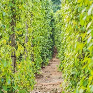 Explore Exploring the unique highlights of Phu Quoc Island -3Days/2Nights for 3 days with Bee Gng International Joint Stock Company and discover unforgettable experiences - Photo 3