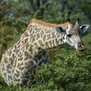 Explore From Kilimanjaro to Zanzibar 11 days Safari and Tropical Island adventure for 11 days with Beach and Safari Holidays and discover unforgettable experiences - Photo 11