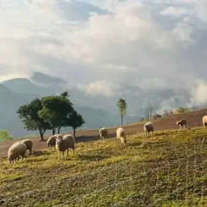 Explore Embark on a thrilling trekking adventure in Chiang Rai - 3Days/2Nights for 3 days with Bee Gng International Joint Stock Company and discover unforgettable experiences - Photo 5