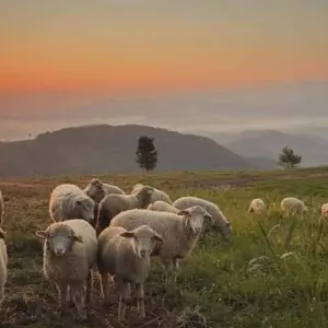Explore Embark on a thrilling trekking adventure in Chiang Rai - 3Days/2Nights for 3 days with Bee Gng International Joint Stock Company and discover unforgettable experiences - Photo 6