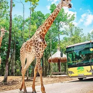 Explore Experience the Unique Phu Quoc Island ( The Sleepless city ) - 4Days/3Nights for 4 days with Bee Gng International Joint Stock Company and discover unforgettable experiences - Photo 7