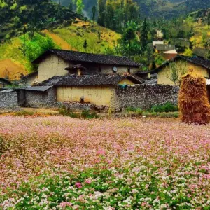 Explore Ha Giang Escape 4 Day by Car/Jeep/Motobike ( Dept Morning ) for 4 days with Bee Gng International Joint Stock Company and discover unforgettable experiences - Photo 5