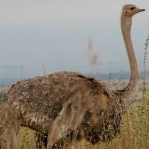 Explore CITY EXCURSION for 1 days with Bencia Africa Adventure and Safaris and discover unforgettable experiences - Photo 2