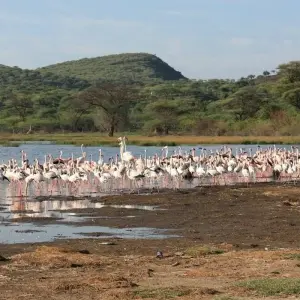 Explore 4 Days Masai Mara and Lake Nakuru Bush Safari for 4 days with Bencia Africa Adventure and Safaris and discover unforgettable experiences - Photo 2