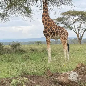 Explore 3 Days Samburu Cultural and Wildlife Safari for 3 days with Bencia Africa Adventure and Safaris and discover unforgettable experiences - Photo 3