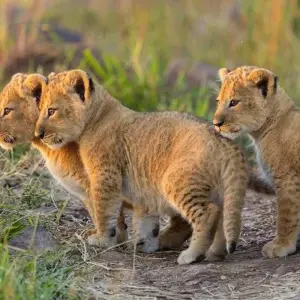 Explore 3 DAYS BEST OF TSAVO WEST AND TSAVO EAST MOMBASA SAFARI for 3 days with Bencia Africa Adventure and Safaris and discover unforgettable experiences - Photo 3