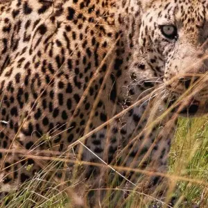 Explore 6 DAYS MASAI MARA-L.NAKURU-AMBOSELI  CLASSIC SAFARI for 6 days with Bencia Africa Adventure and Safaris and discover unforgettable experiences - Photo 3