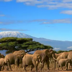 Explore 3 DAYS BEST OF TSAVO WEST AND TSAVO EAST MOMBASA SAFARI for 3 days with Bencia Africa Adventure and Safaris and discover unforgettable experiences - Photo 4