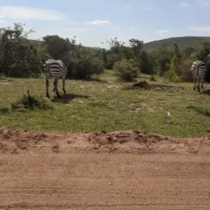 Explore 3 Day Masai Mara Wildlife Safari Adventure for 3 days with Bencia Africa Adventure and Safaris and discover unforgettable experiences - Photo 4