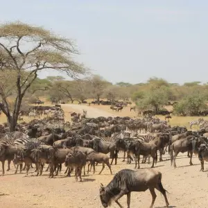Explore 4 Days Masai Mara and Lake Nakuru Bush Safari for 4 days with Bencia Africa Adventure and Safaris and discover unforgettable experiences - Photo 4