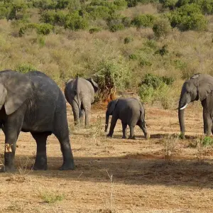 Explore 5 Days Amboseli, Tsavo East & Tsavo West Coastal Safari for 5 days with Bencia Africa Adventure and Safaris and discover unforgettable experiences - Photo 4