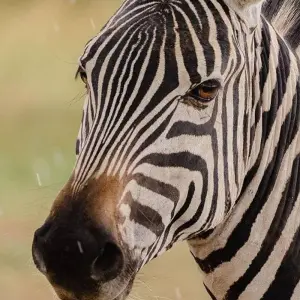 Explore 6 DAYS MASAI MARA-L.NAKURU-AMBOSELI  CLASSIC SAFARI for 6 days with Bencia Africa Adventure and Safaris and discover unforgettable experiences - Photo 4