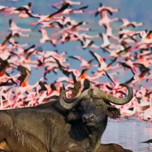 Explore 7 Days Masai Mara, Lake Naivasha, Lake Nakuru & Amboseli Safari for 7 days with Bencia Africa Adventure and Safaris and discover unforgettable experiences - Photo 3