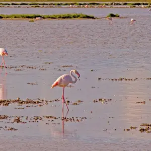 Explore 2 Day Hell's Gate Naivasha and Lake Nakuru Safari for 2 days with Bencia Africa Adventure and Safaris and discover unforgettable experiences - Photo 4