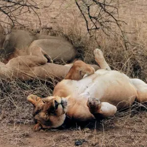 Explore 4 Days Masai Mara and Lake Nakuru Bush Safari for 4 days with Bencia Africa Adventure and Safaris and discover unforgettable experiences - Photo 5