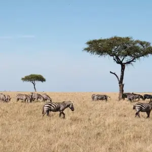 Explore 5 Days Amboseli, Tsavo East & Tsavo West Coastal Safari for 5 days with Bencia Africa Adventure and Safaris and discover unforgettable experiences - Photo 5