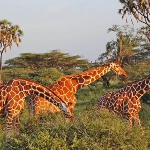 Explore 3 Days Samburu Cultural and Wildlife Safari for 3 days with Bencia Africa Adventure and Safaris and discover unforgettable experiences - Photo 6