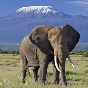 Explore 7 Days Masai Mara, Lake Naivasha, Lake Nakuru & Amboseli Safari for 7 days with Bencia Africa Adventure and Safaris and discover unforgettable experiences - Photo 4